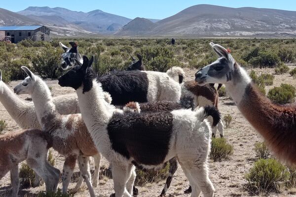 Cría de llamas y alpacas en Turco, departamento de Oruro, Bolivia. - Sputnik Mundo