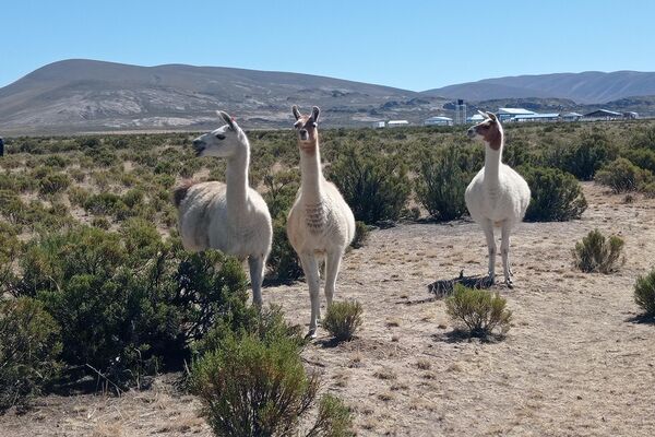 Cría de llamas y alpacas en Turco, departamento de Oruro, Bolivia. - Sputnik Mundo