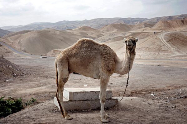 Un camello es visto en el desierto de Judea, cerca de la aldea cisjordana de Nabi Musa, entre Jerusalén y Jericó. - Sputnik Mundo