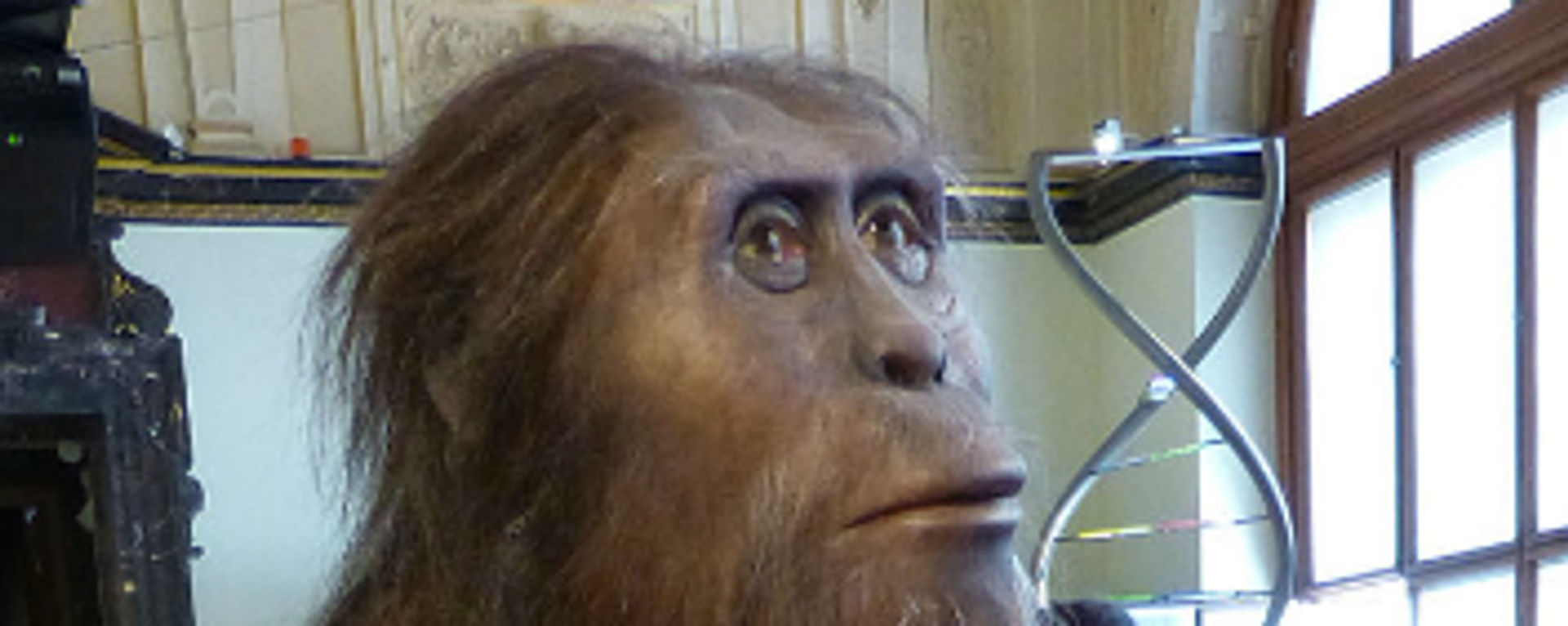 Modelo de Australopithecus afarensis - Sputnik Mundo, 1920, 19.06.2023