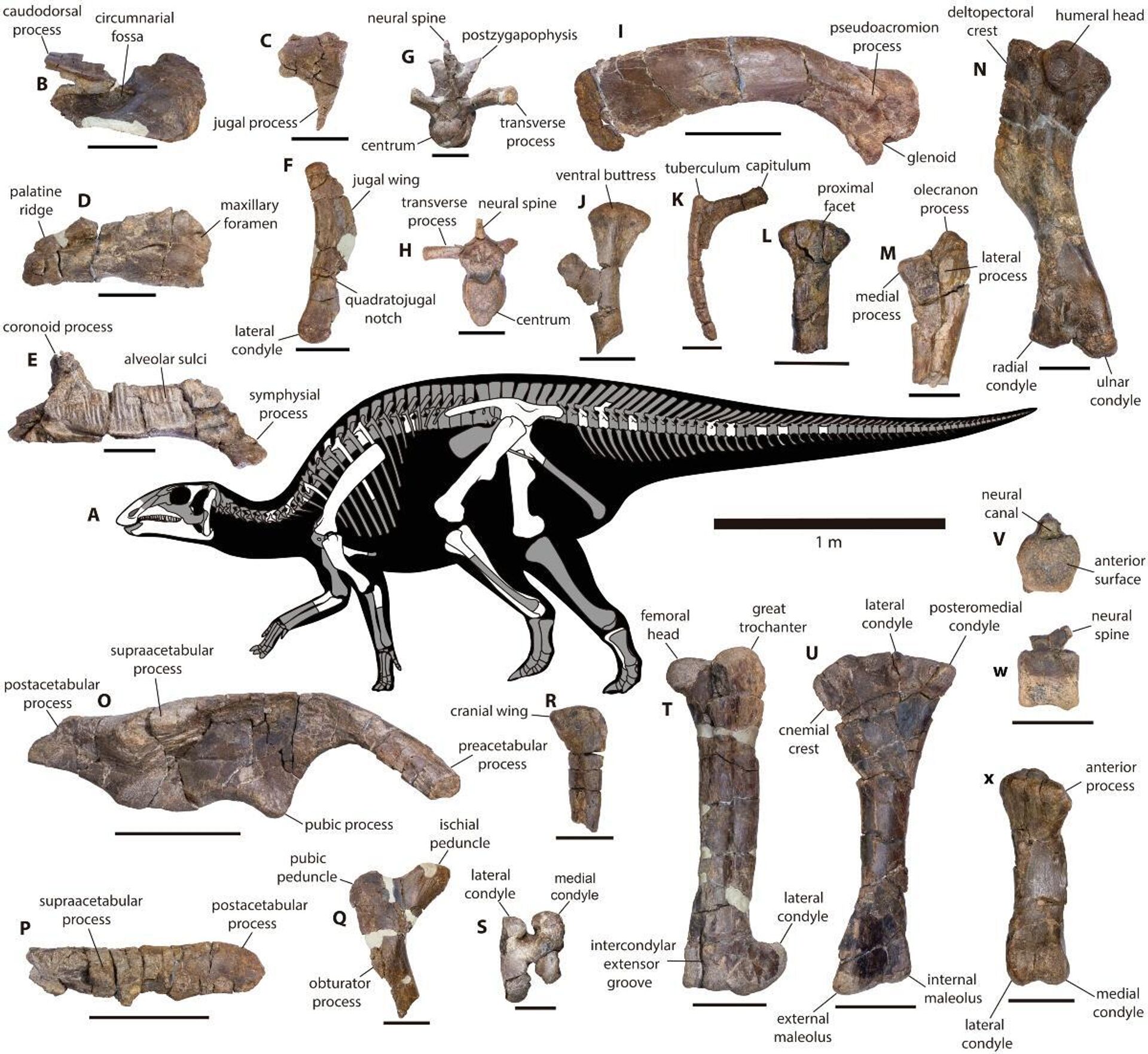 Los fósiles del dinosaurio Gonkoken nanoi - Sputnik Mundo, 1920, 19.06.2023