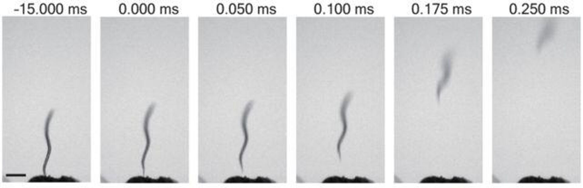 Una serie de imágenes tomadas a alta velocidad que muestran el salto de una larva de C. elegans. - Sputnik Mundo, 1920, 25.06.2023