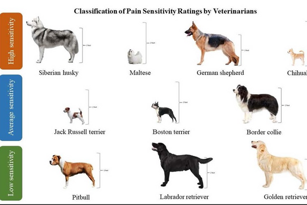 Representación visual de las diez razas de perros seleccionadas en función de la clasificación de la sensibilidad al dolor realizada por los veterinarios. Se muestra la altura de cada raza, ya que se tuvo en cuenta la inclusión de tipos de perro de distintos tamaños. - Sputnik Mundo