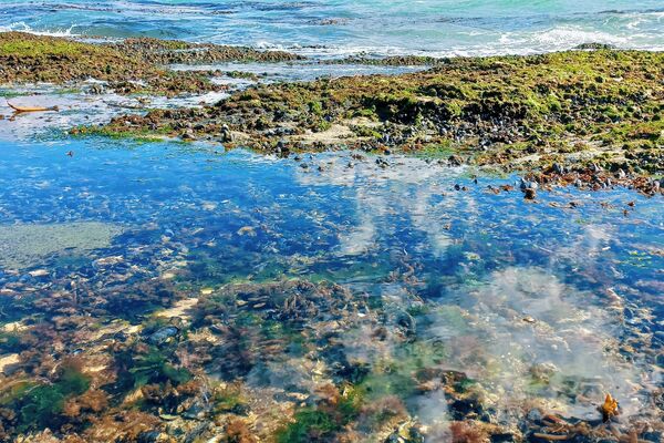 Algas en zona intermareal de bahía Yendegaia - Sputnik Mundo