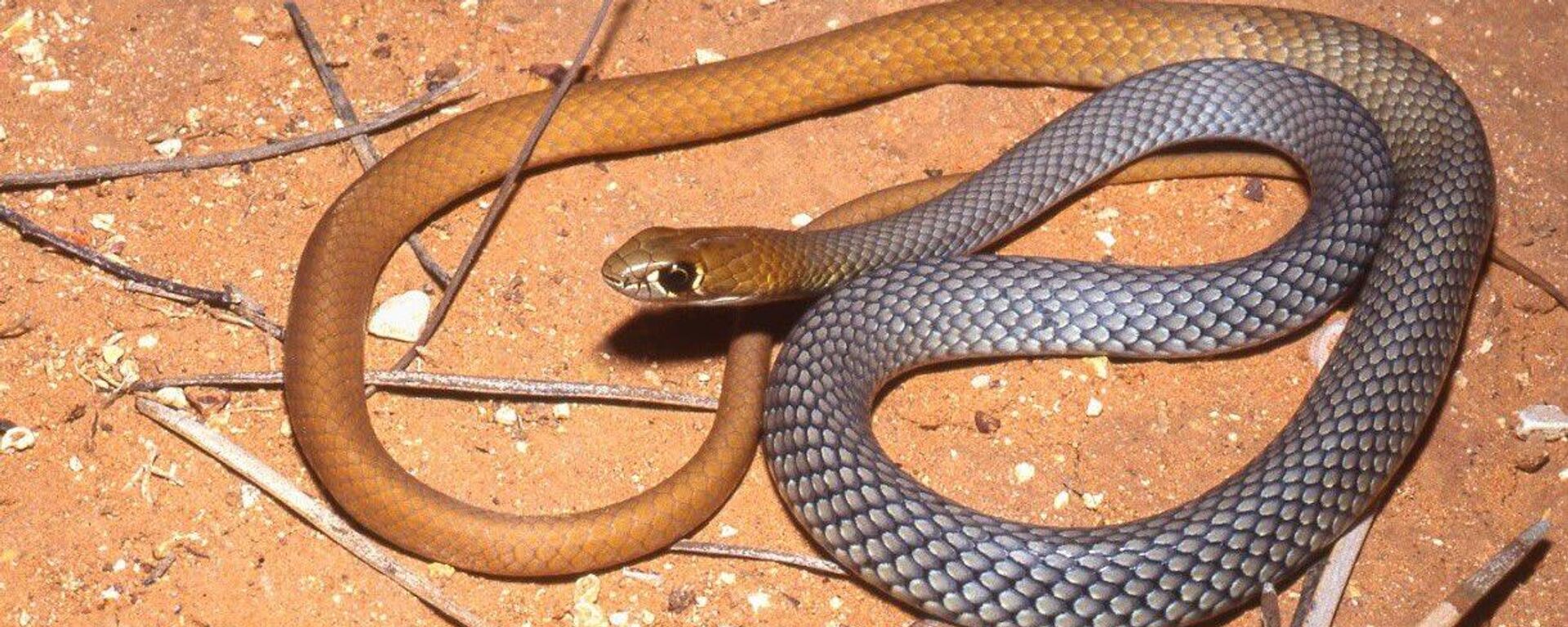 Demansia cyanochasma, la nueva especie de serpientes descubierta en Australia - Sputnik Mundo, 1920, 18.07.2023