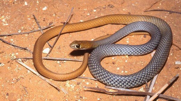 Demansia cyanochasma, la nueva especie de serpientes descubierta en Australia - Sputnik Mundo