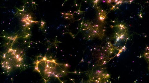 Neuronas - Sputnik Mundo