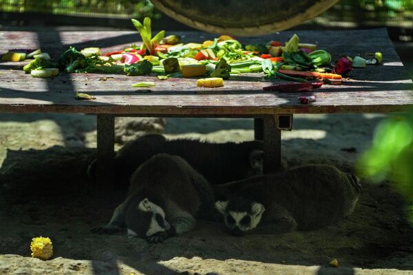 En China, la temperatura superó los 50 grados centígrados. En la foto: unos lémures se refugian en la sombra en el zoológico de Pekín, China. - Sputnik Mundo