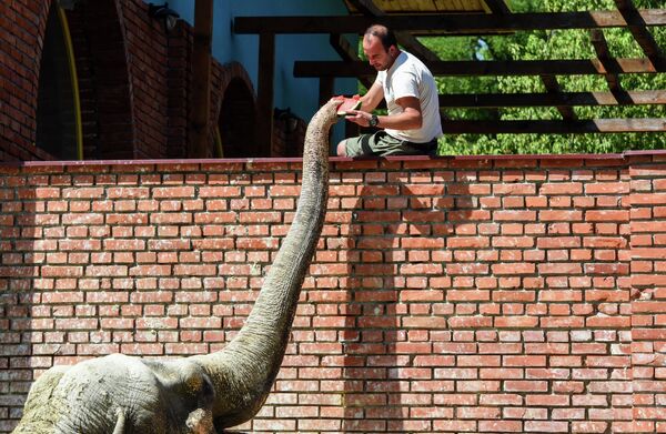 La ola de calor Cerberus que llegó a Europa la semana pasada está dando paso a otra llamada Caronte. En la foto: un elefante come una sandía en el zoológico de Skopie, Macedonia del Norte. - Sputnik Mundo