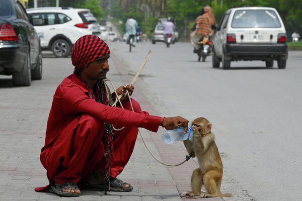Los habitantes de la India y Pakistán sufren estos días un calor de 45 grados. En la foto: un domador de animales da agua a su mono en una calle de Rawalpindi, Pakistán. - Sputnik Mundo