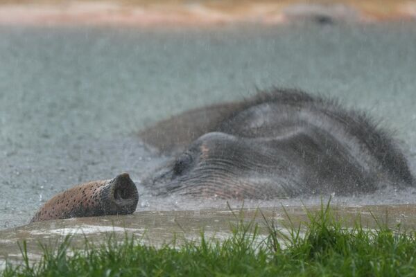 Un elefante escapa del calor en la piscina del Zoológico de Miami, Florida, EEUU. - Sputnik Mundo