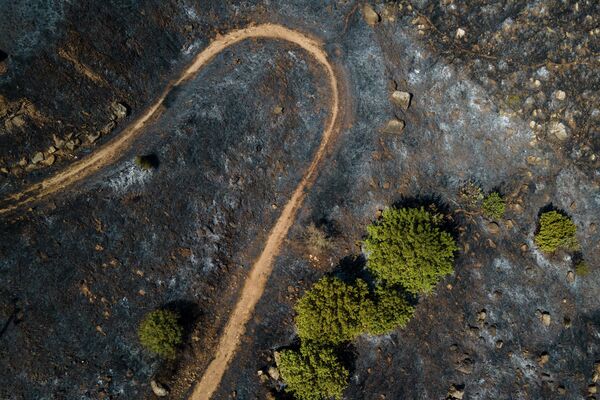 Los fuegos forestales han arrasado casi toda la costa mediterránea, incluido el norte de Israel. Un gran incendio se produjo en el monte Gilboa (en la foto), cerca del kibutz Heftziba. - Sputnik Mundo