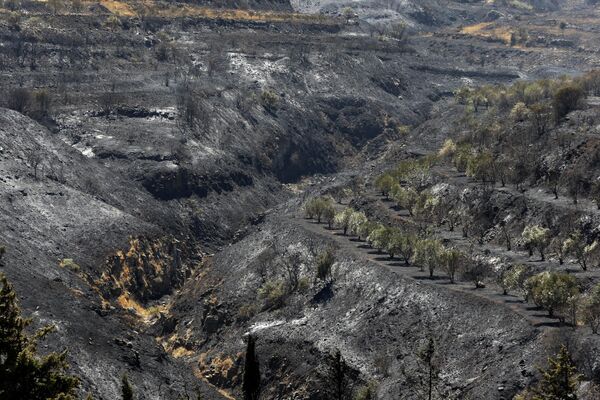 Secuelas de los incendios naturales en la provincia siria de Homs. - Sputnik Mundo