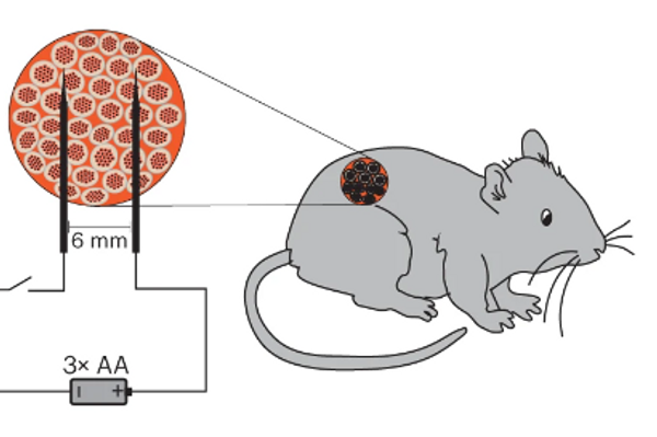 Adaptación y validación del sistema DART para tratar ratones diabéticos de tipo 1 - Sputnik Mundo