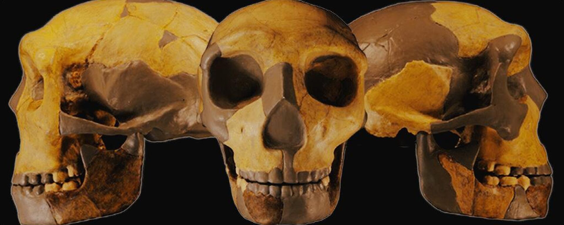 Cráneo del antiguo homínido de China - Sputnik Mundo, 1920, 08.08.2023