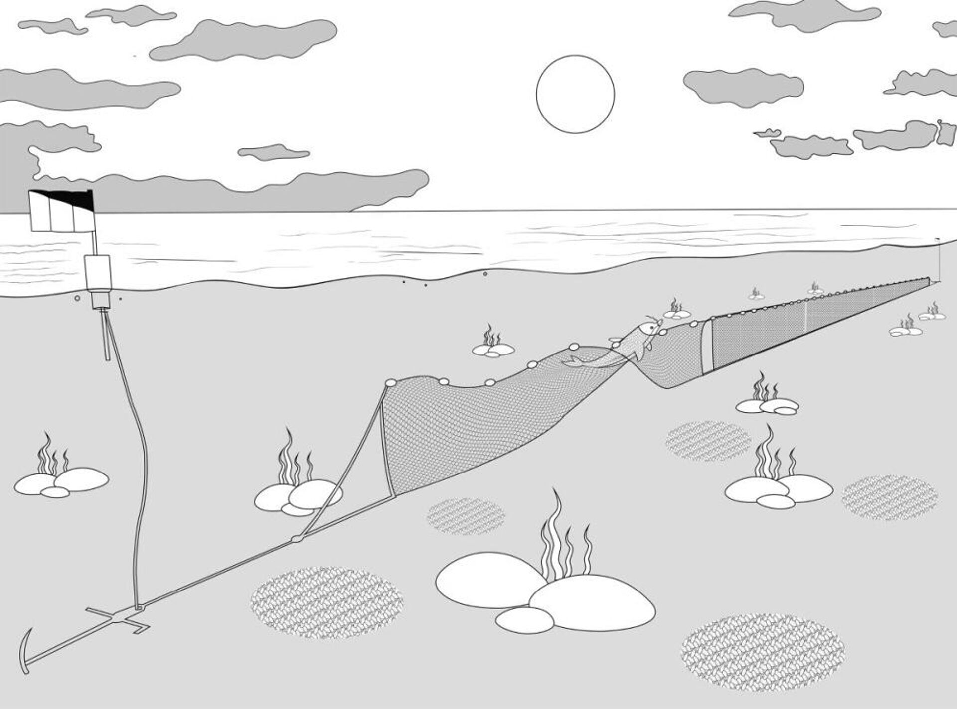 Las redes de enmalle, usadas para pascar totoaba, son la principal causa de muerte de las vaquitas marinas. - Sputnik Mundo, 1920, 08.08.2023