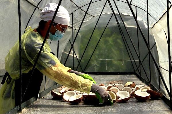 Secado de las frutas para la elaboración de las harinas - Sputnik Mundo