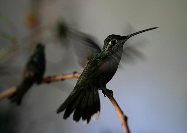 Los colibríes son las especies de aves más pequeñas del planeta. El peso del colibrí más pequeño es de solo dos gramos y la longitud de su cuerpo es de unos pocos centímetros. - Sputnik Mundo