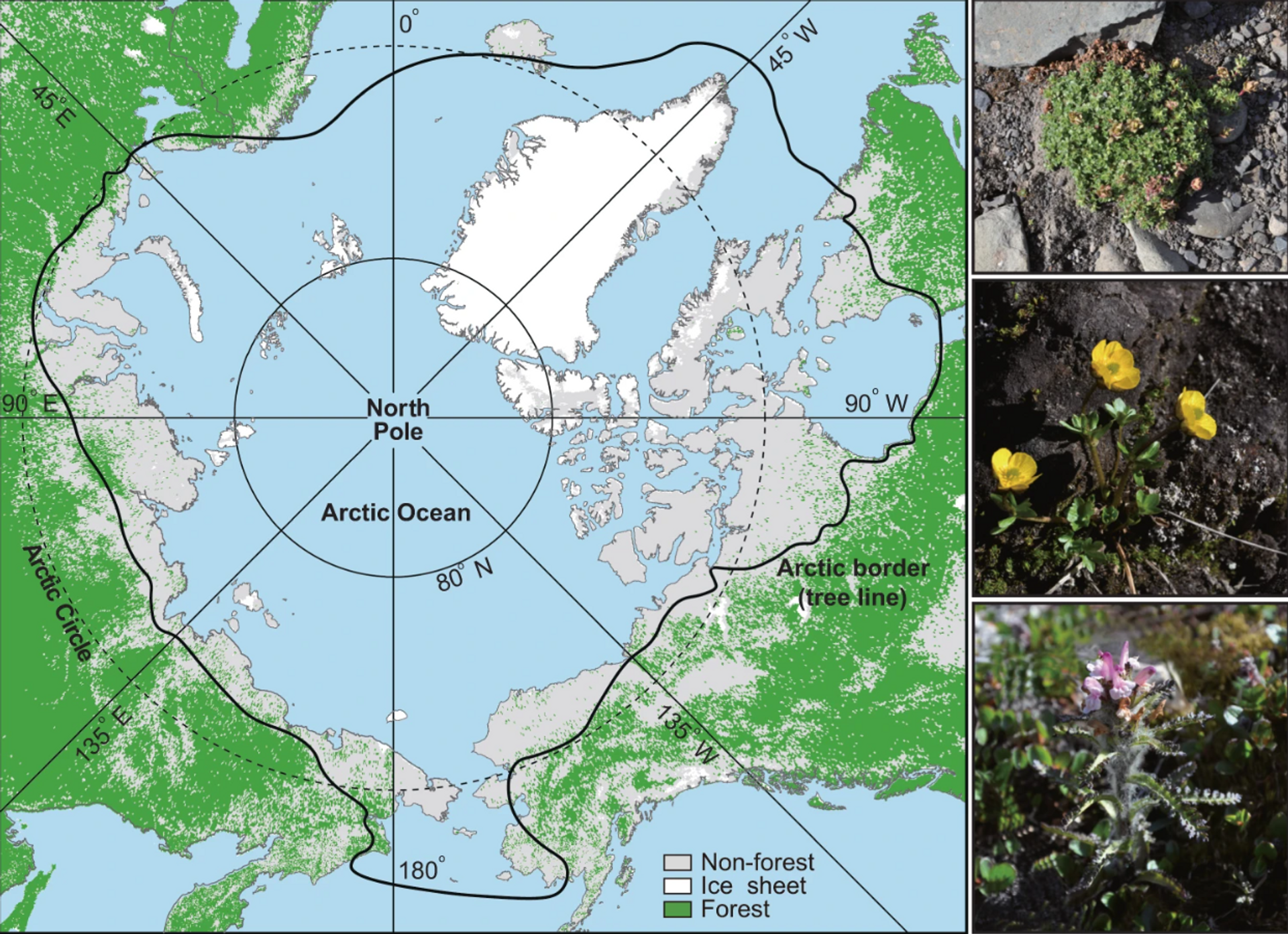 El área de distribución del Ártico (línea negra) y sus plantas representativas por orden desde arriba: Saxifraga oppositifolia, Ranunculus nivalis y Pedicularis hirsuta - Sputnik Mundo, 1920, 12.08.2023