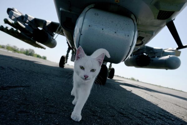 Un gato al lado de un helicóptero ruso Ka-52 que regresó de una misión de combate. - Sputnik Mundo