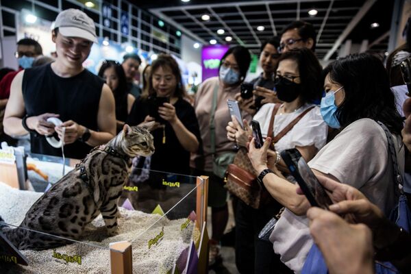 En la exposición se presentaron gatos de muchas razas diferentes procedentes de criadores muy conocidos. - Sputnik Mundo
