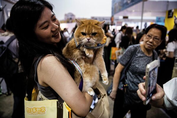 Hoy en día se organizan exposiciones felinas en todo el mundo. En México, por ejemplo, se celebran desde 1978, en Hong Kong, la primera en 1979, y en Rusia, en 1987. - Sputnik Mundo