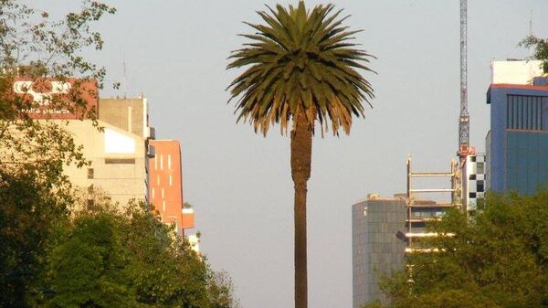 La Glorieta de la Palma se ubica en avenida Paseo de la Reforma, en la Ciudad de México. (Imagen de 2015) - Sputnik Mundo