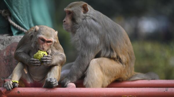 Un mono come guayaba en un mercado de Nueva Delhi - Sputnik Mundo