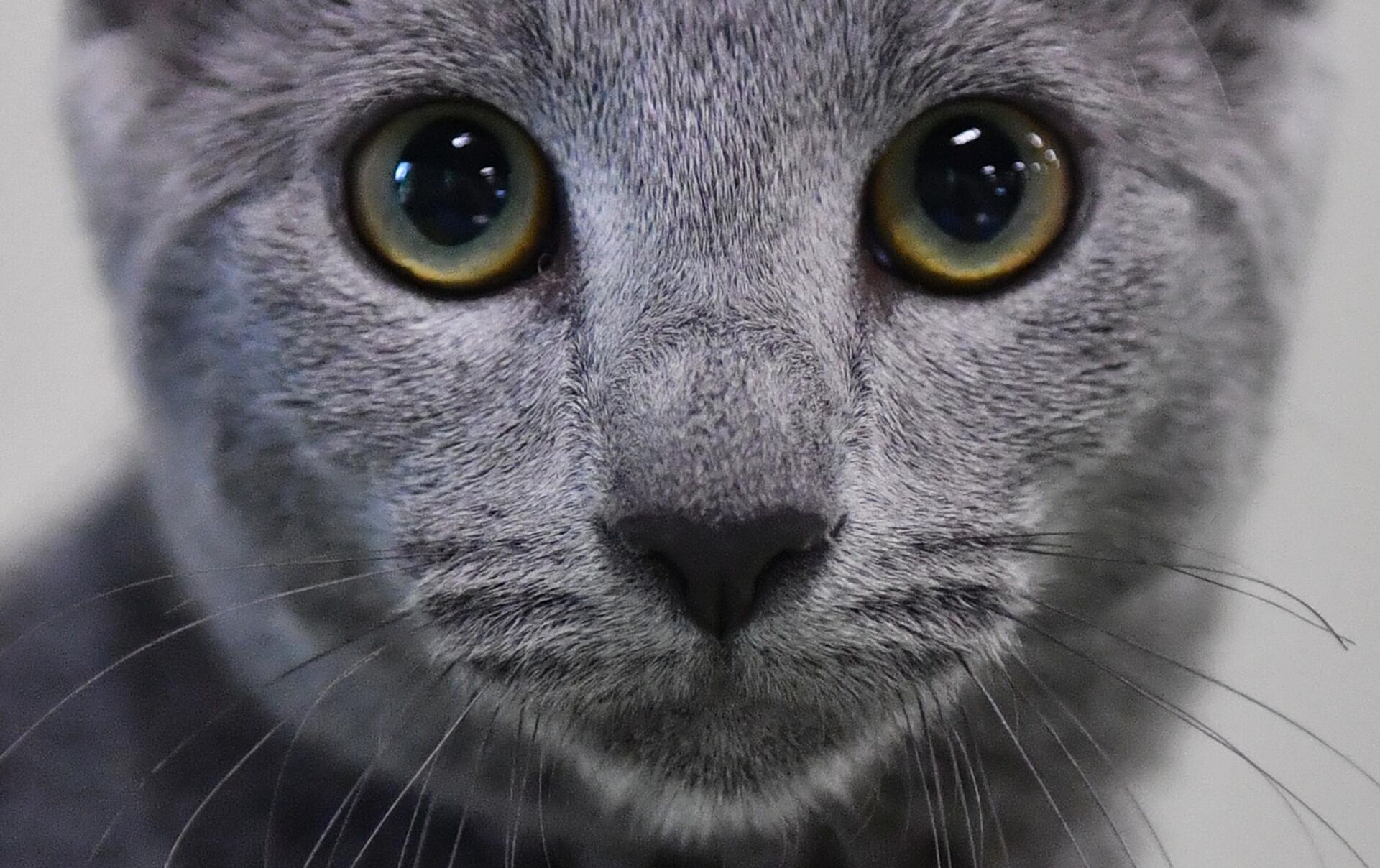 Ojos del gato azul ruso - Sputnik Mundo, 1920, 11.09.2023