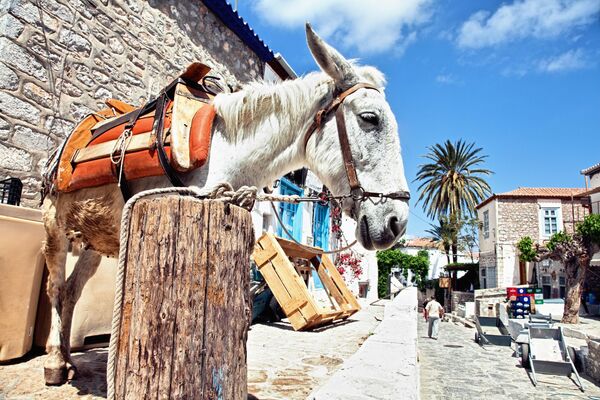En la isla griega de Hidra, libre de automóviles, las mulas transportan a personas y mercancías. - Sputnik Mundo