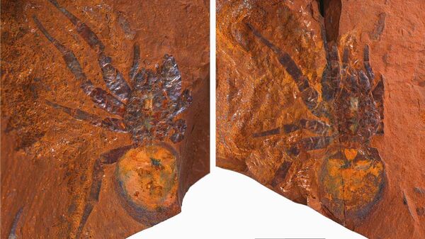 Fósiles de Megamonodontium mccluskyi - Sputnik Mundo