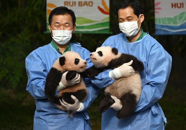 Los cachorros de panda Rui Bao (a la izquierda) y Hui Bao durante una ceremonia del anuncio de sus nombres en el zoo de Everland en Yongin, Corea del Sur. - Sputnik Mundo