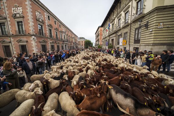 Un rebaño de ovejas en el centro de Madrid durante la tradicional fiesta de la Trashumancia. - Sputnik Mundo