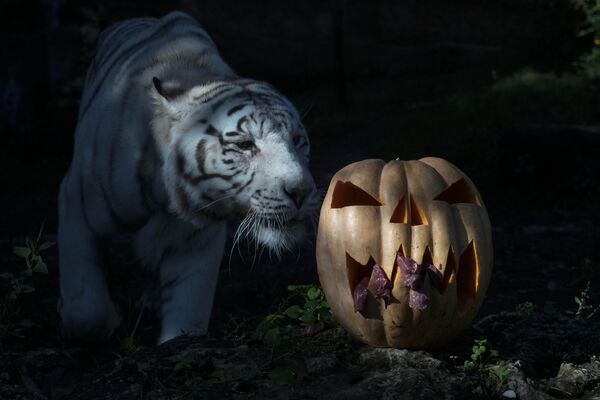 Un tigre de Bengala blanco junto a una calabaza rellena de carne en el zoo de Roma, Italia. - Sputnik Mundo