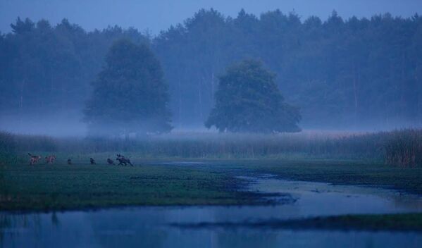 &#x27;Lobos a la caza&#x27; del fotógrafo alemán Tobias Richter, ganador del premio &#x27;Recuperar Europa&#x27;. La imagen muestra a lobos grises y jabalíes interactuando en el este de Alemania. - Sputnik Mundo