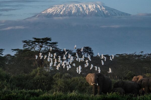 El Kilimanjaro, el estratovolcán más alto de África, situado en el noreste de Tanzania, completa los cinco primeros puestos. Según las estadísticas, aquí mueren 10 personas anualmente, la mayoría a causa del mal de montaña. - Sputnik Mundo