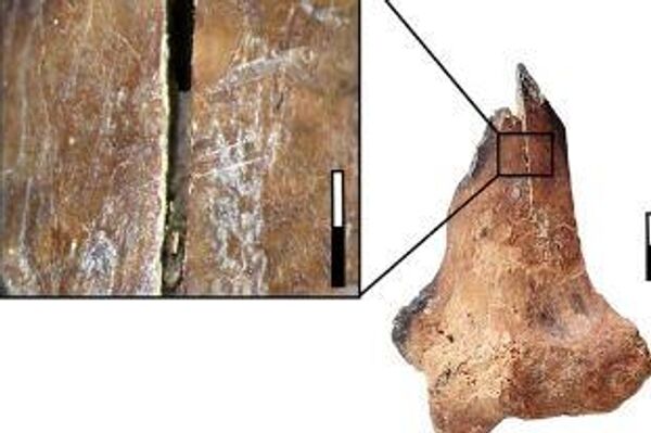 Los restos de leopardo desde Ghar-e Boof, que presentan marcas de corte y quemaduras - Sputnik Mundo