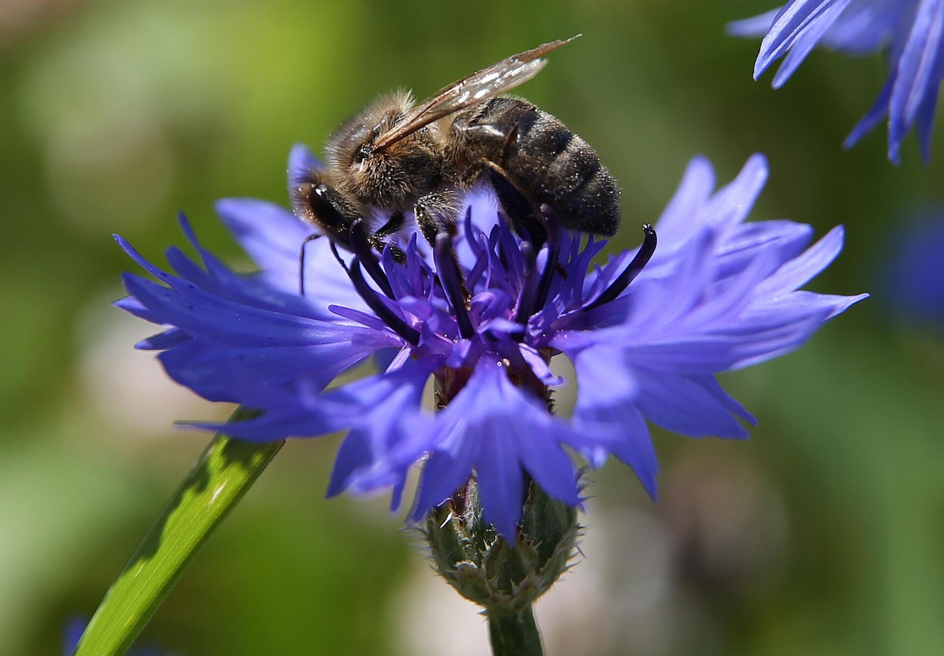 Una abeja recoge néctar en las flores  - Sputnik Mundo, 1920, 09.11.2023