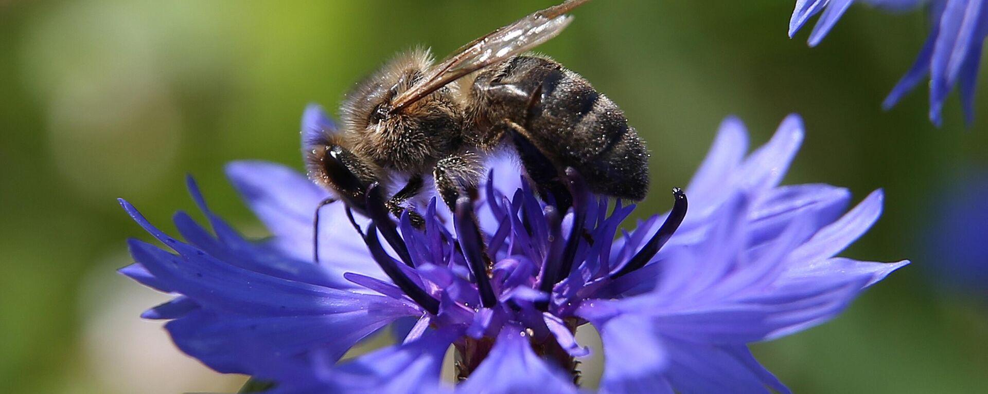 Una abeja recoge néctar en las flores  - Sputnik Mundo, 1920, 22.12.2023