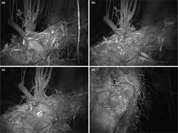 Un equipo de zoólogos australianos de la Universidad de Melbourne ha conseguido por primera vez en la historia capturar en fotografías a uno de los roedores más raros del mundo: la rata gigante Wanguna, que vive en las selvas de las Islas Salomón. - Sputnik Mundo