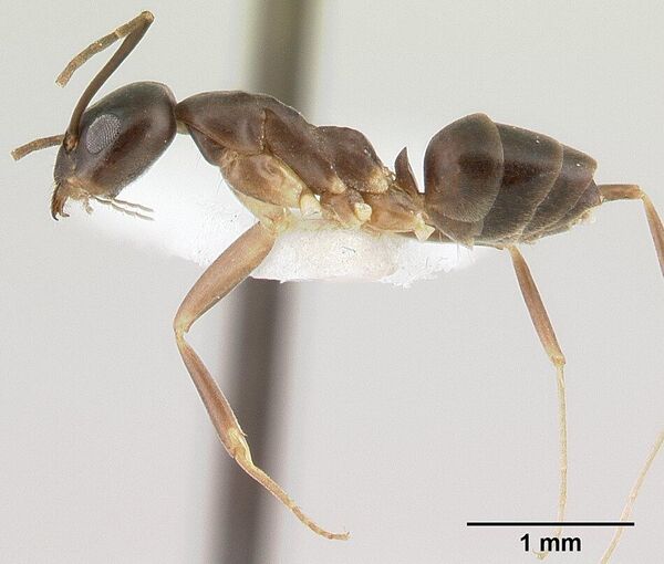 Se creía que las hormigas Gracilidris se habían extinguido hace 15-20 millones de años. Sin embargo, en 2006 se descubrieron estos insectos nocturnos en varios países de Sudamérica. El único género superviviente se llama Gracilidris pombero. - Sputnik Mundo