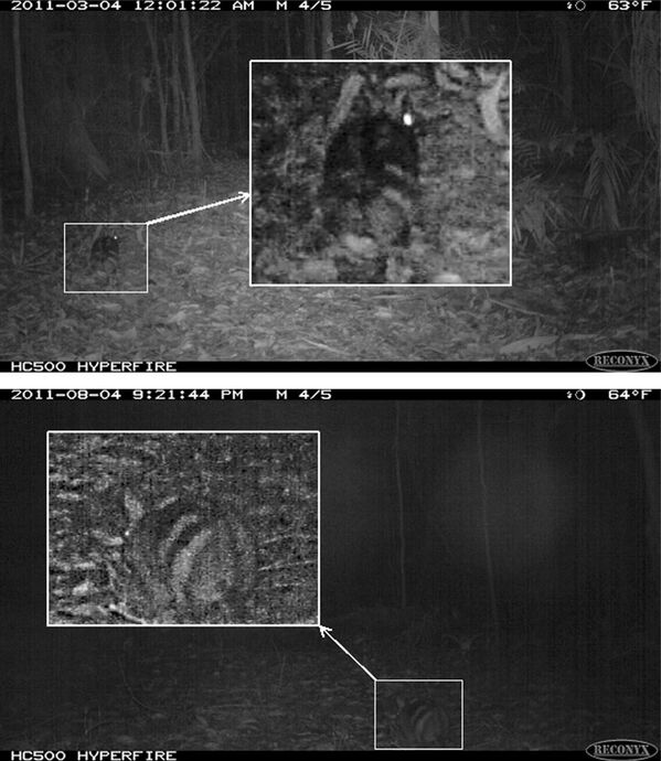 El conejo rayado de Sumatra (Nesolagus netscheri) es uno de los animales más raros del planeta. Solo vive en los bosques tropicales de montaña de la isla de Sumatra (Indonesia), y hasta 1998 se consideraba extinguido hasta que un animal fue capturado por una cámara trampa. - Sputnik Mundo