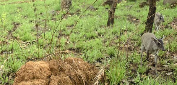 El duiker de Walter (Philantomba walteri) es un pequeño antílope crestado africano que debe su nombre al profesor belga Walter Norbert Verheyen. Fotografiado por primera vez en 2021 en el Parque nacional de Fazao Malfakassa en Togo, hasta entonces solo había sido capturado por científicos en mercados de carne africanos. - Sputnik Mundo