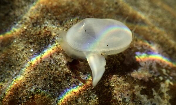Otra especie resucitada es el molusco Cymatioa cooki, hallado vivo por primera vez en 2018 en la playa de Naples Point, en California, EEUU, y que antes solo se encontraba en fósiles. - Sputnik Mundo
