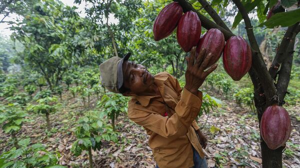 Juan Robleto, trabajador de una finca de cacao en Nicaragua.  - Sputnik Mundo