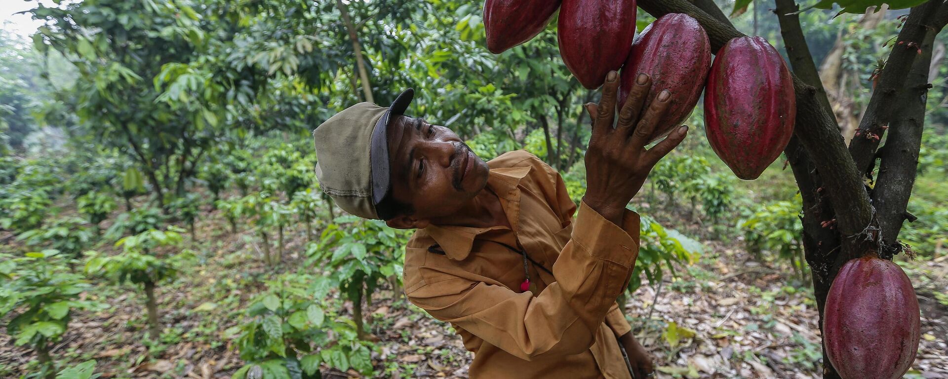 Juan Robleto, trabajador de una finca de cacao en Nicaragua.  - Sputnik Mundo, 1920, 06.12.2023