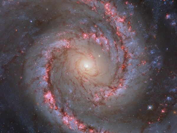 El telescopio espacial Hubble tomó imágenes de la galaxia NGC 1566, también llamada Bailarina Española. Esta galaxia espiral saltadora se encuentra a unos 60 millones de años luz de la Tierra y forma parte del grupo Dorado, que incluye 18 galaxias unidas por la gravedad. - Sputnik Mundo