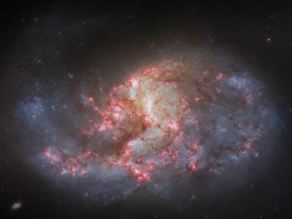 El Hubble tomó otra imagen de la galaxia espiral NGC 1385. La nueva imagen, obtenida con un filtro adicional, se caracteriza por una red de zonas rojas brillantes conectadas por extensos brazos de polvo, que indican lugares de formación estelar activa. La galaxia se encuentra a unos 30 millones de años luz de la Tierra. - Sputnik Mundo