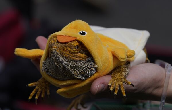 Un reptil dragón barbudo vestido de pato para la tradicional ceremonia de bendición de animales en la Placita Olvera en Los Ángeles, EEUU. - Sputnik Mundo