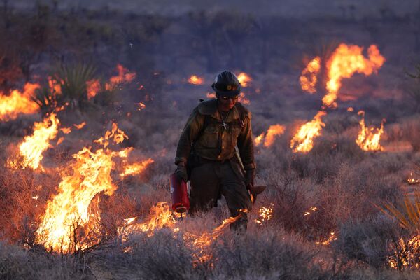 El 30 de julio, el incendio forestal de York asoló California y arrasó miles de hectáreas de la Reserva Nacional de Mojave, una de las mayores reservas del estado, quemando un gran número de los famosos árboles de Josué.En la foto: lucha contra el fuego en la Reserva Nacional de Mojave. - Sputnik Mundo